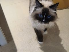 -藏猫猫咖啡主题馆(中央大道店)