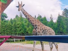 -贵州森林野生动物园