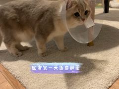 -北京观赏动物医院·24小时大型综合·猫专科·异宠专科