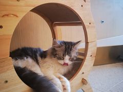 -飞行喵MR PILOT|猫舍·猫咖(静安大融城店)