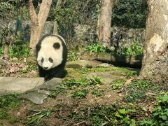 -都江堰中华大熊猫苑