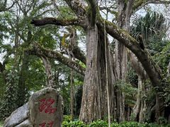 -瑞丽独树成林风景区