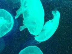-临沂极地海洋王国