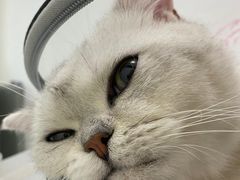 -汪喵宠物医院·骨科心脏影像·犬猫急重症ICU诊疗中心(成华分院)