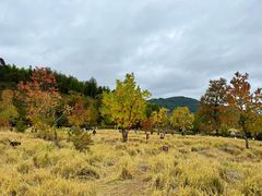 -塔川景区