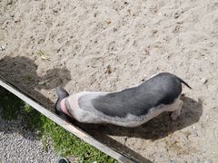 -前小桔亲子创意农场·草莓采摘·露营烧烤