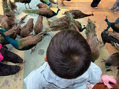 -西双版纳原始森林公园