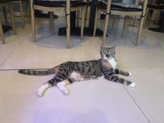 -平行世界·猫咖(首经贸店)