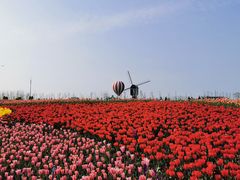 -荷兰花海