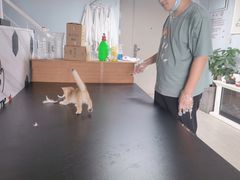 -喵百万·布偶·蓝金金渐层英短·猫舍(百子湾店)