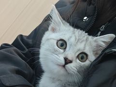 -瑞派·关忠动物医院·猫专科·犬专科(三环新城店)