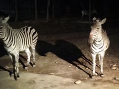 -清迈夜间动物园