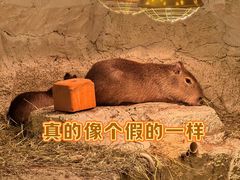 -龙湖重庆时代天街