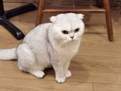 -有猫主题·治愈系猫咖(曾厝垵店)