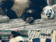 -大连森林动物园