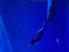 -芜湖新华联大白鲸海洋公园