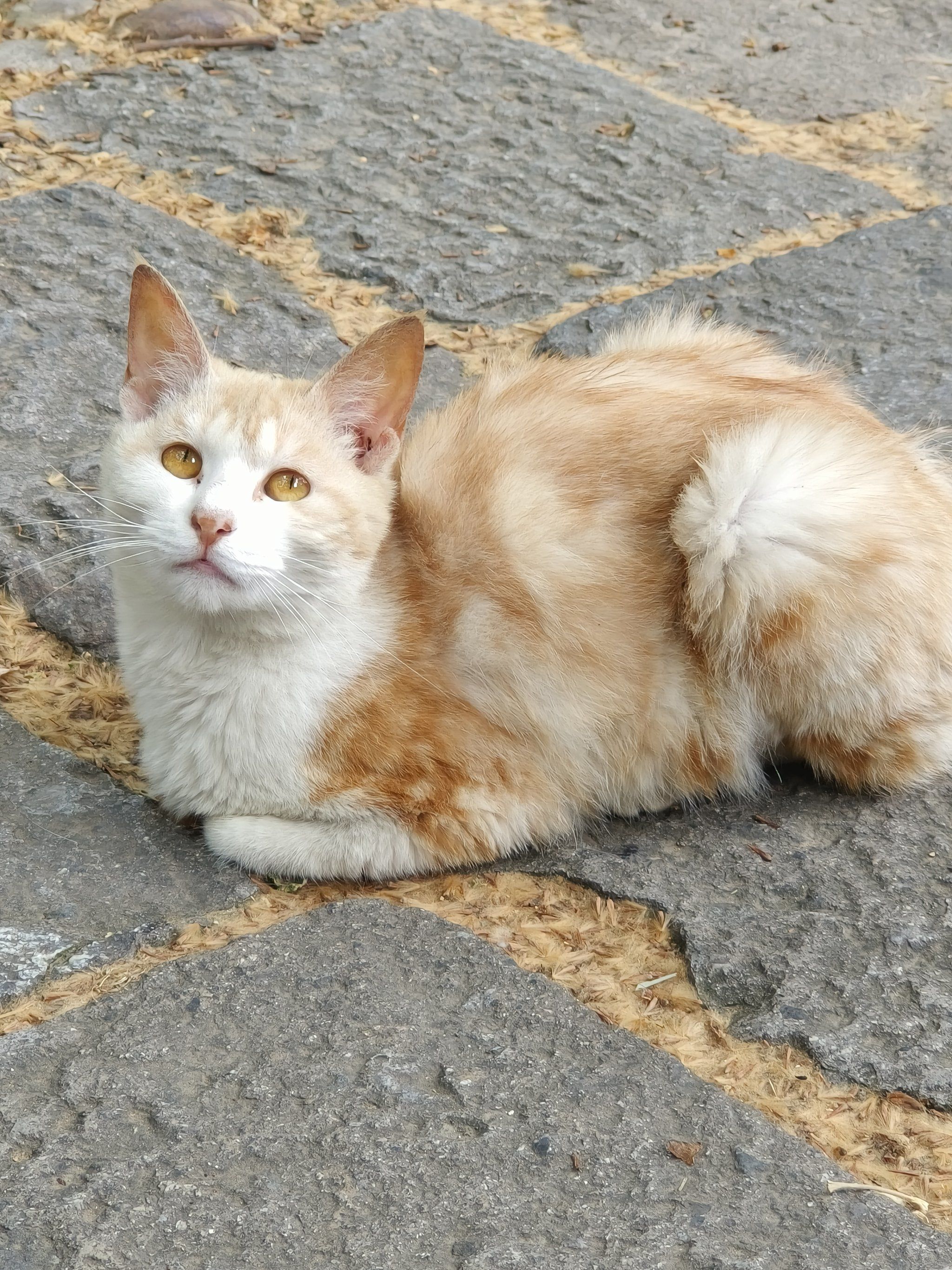 丑猫争霸赛|小眼睛黄眼猫