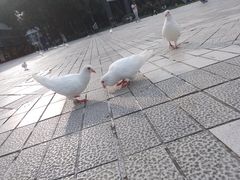 -绵阳人民公园(涪城区)