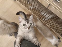 -有喵·猫咖·狗咖·30几只猫10只小狗(岗厦店)