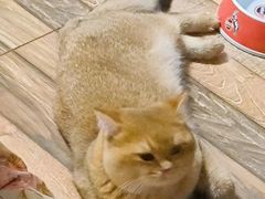 -东方名猫馆·英短金渐层布偶猫舍(环线广场1号楼店)