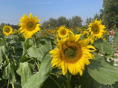 -汉长安城未央宫国家考古遗址公园