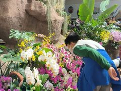 -东南花都花博园
