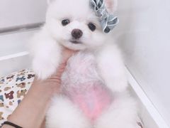 -宠伴小精灵宠物店(鼓楼店)