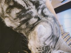 -猫友咖啡店(玉林西路店)