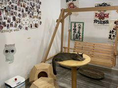 -楼上猫咖(罗湖店)