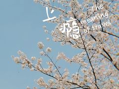 -顾村公园