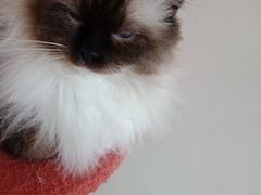 -Catmate·猫肥家润(金润铂宫店)