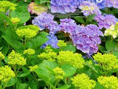 -深圳市中科院仙湖植物园