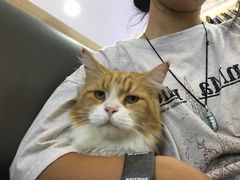 -喵园·猫主题咖啡厅·撸猫·猫咖(国贸店)