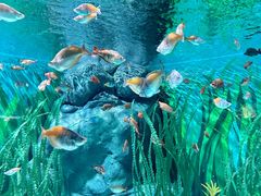 -上海海洋水族馆