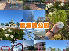 -野狸岛