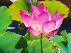 -莲花池公园