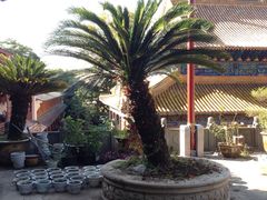 -普陀山风景名胜区-法雨禅寺