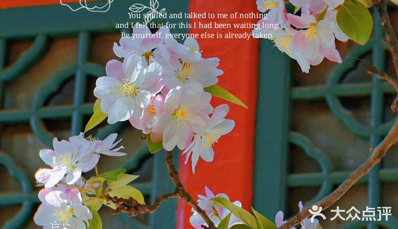🌸京城赏花攻略|北土城地铁口，让你免费拥抱海棠花海🌷