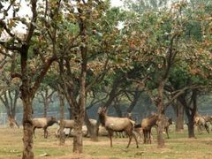 android_upload_pic-西安秦岭野生动物园