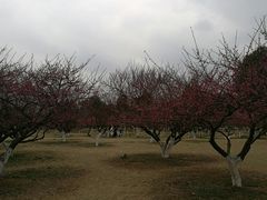 -秀丽东方
