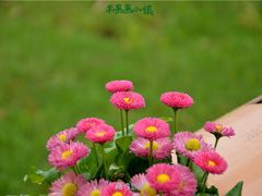 -米果果小镇