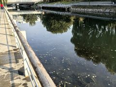 -大兴滨河森林公园