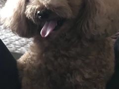 -美联众合动物医院·24h京西诊疗中心