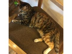 -猫的天空之城概念书店(杭州南宋御街店)