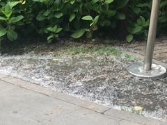 -合肥滨湖国家森林公园