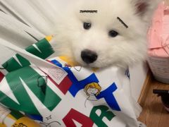 -翊宠yipet猫狗购宠庄园犬舍•猫舍