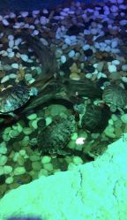 点击看大图 -酷嗒动物文化乐园(cutezoo西溪乐天城店)