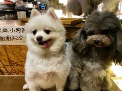 -more than meow吴止猫主题餐厅(承德 中船汇店)