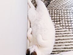 -圣宠动物医院·犬猫专科·影像中心·外科中心
