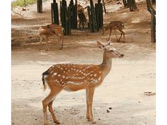 -济南野生动物世界